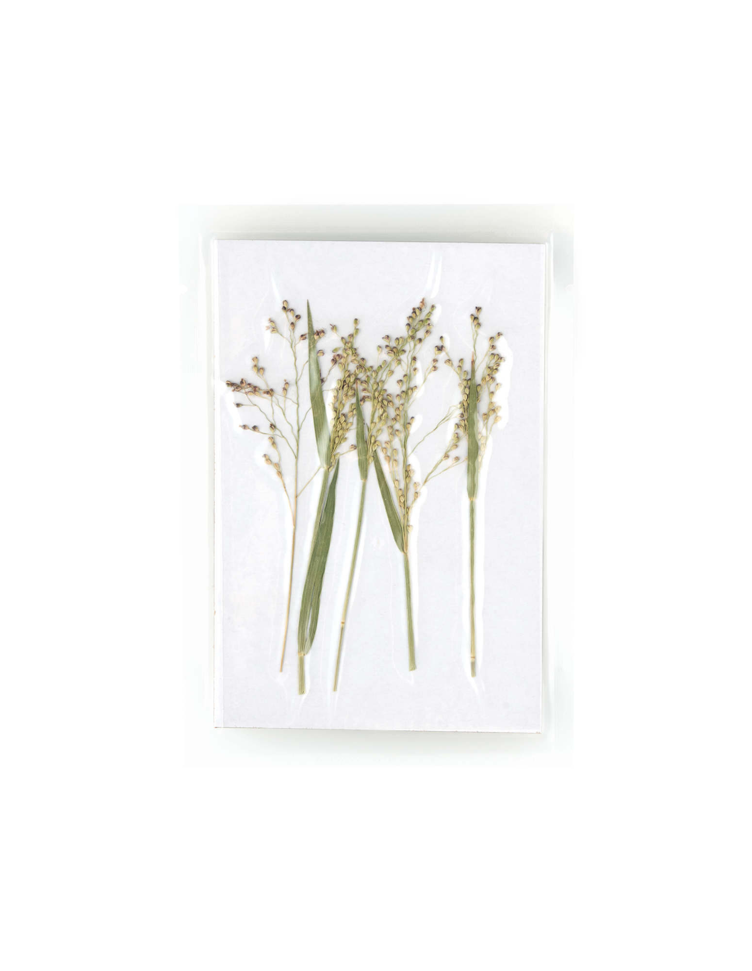 Klemme Cater nød Tørrede blomster | Puccinellia tenuiflora. 5 stk. | Søstrene Grene