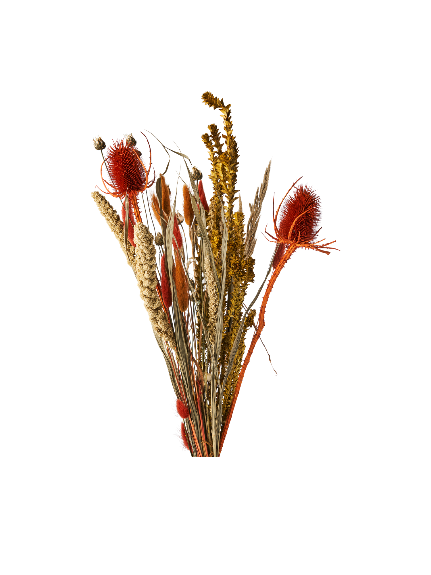 droogbloemen-autumn-maple